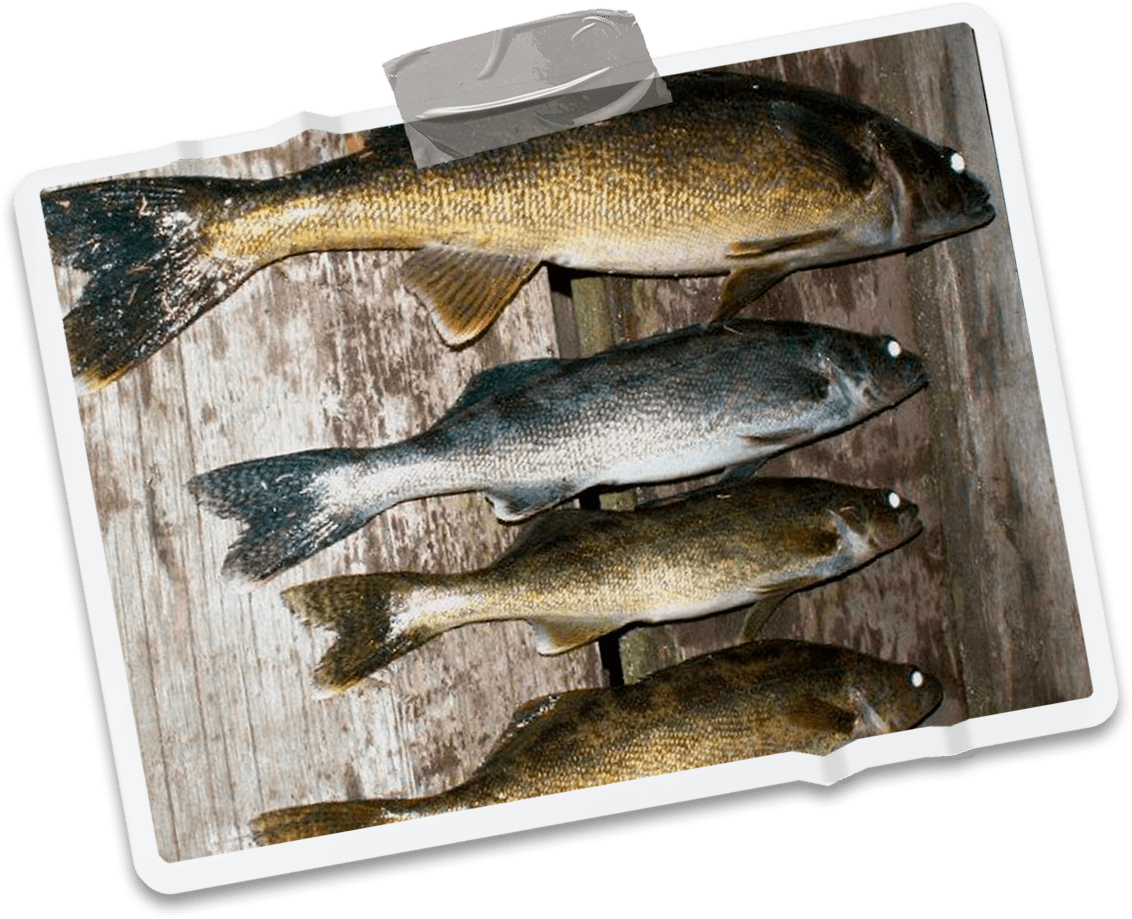 Blue Walleye Fishing Medicine Stone Resort & Outposts undefined